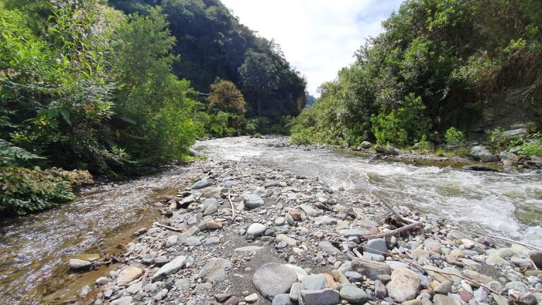 💧 ‘Siembrazul’ se consolida en Ibagué como un mecanismo para proteger el río Combeima.