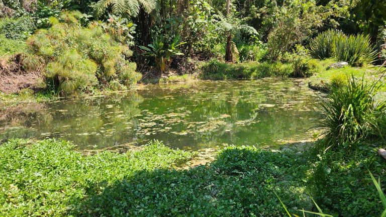 Humedales: guardianes silenciosos del agua en Ibagué